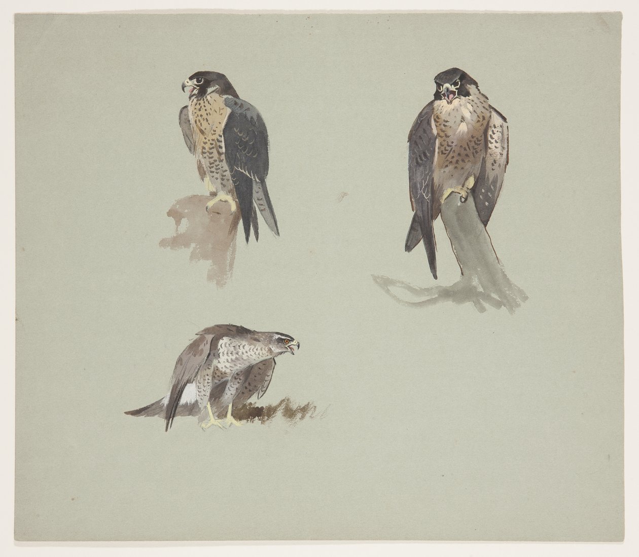 Three colour sketches of male peregrine, c.1915 (watercolor & bodycolour over pencil on paper) 作者 阿奇博尔德·索伯恩