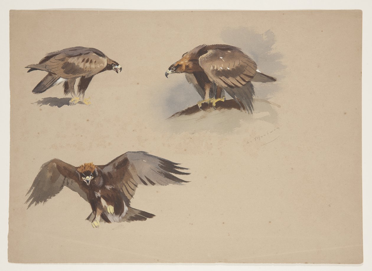 Three small sketches of a golden eagle, c.1915 (watercolor & bodycolour over pencil on paper) 作者 阿奇博尔德·索伯恩