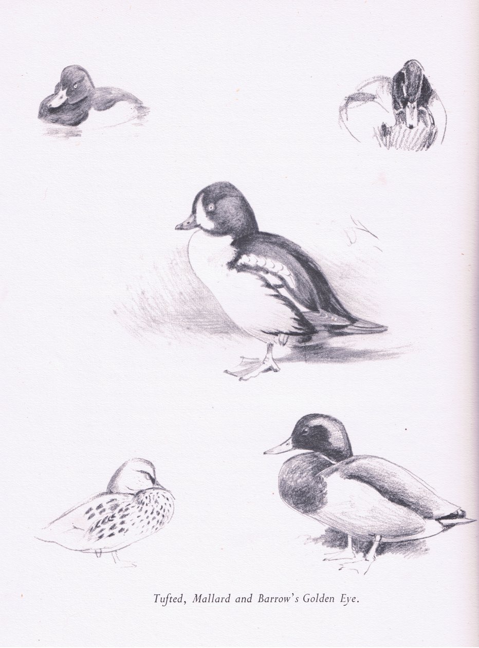 簇绒的鸭子，野鸭，Barrows Goldeneye，1938 作者 阿奇博尔德·索伯恩