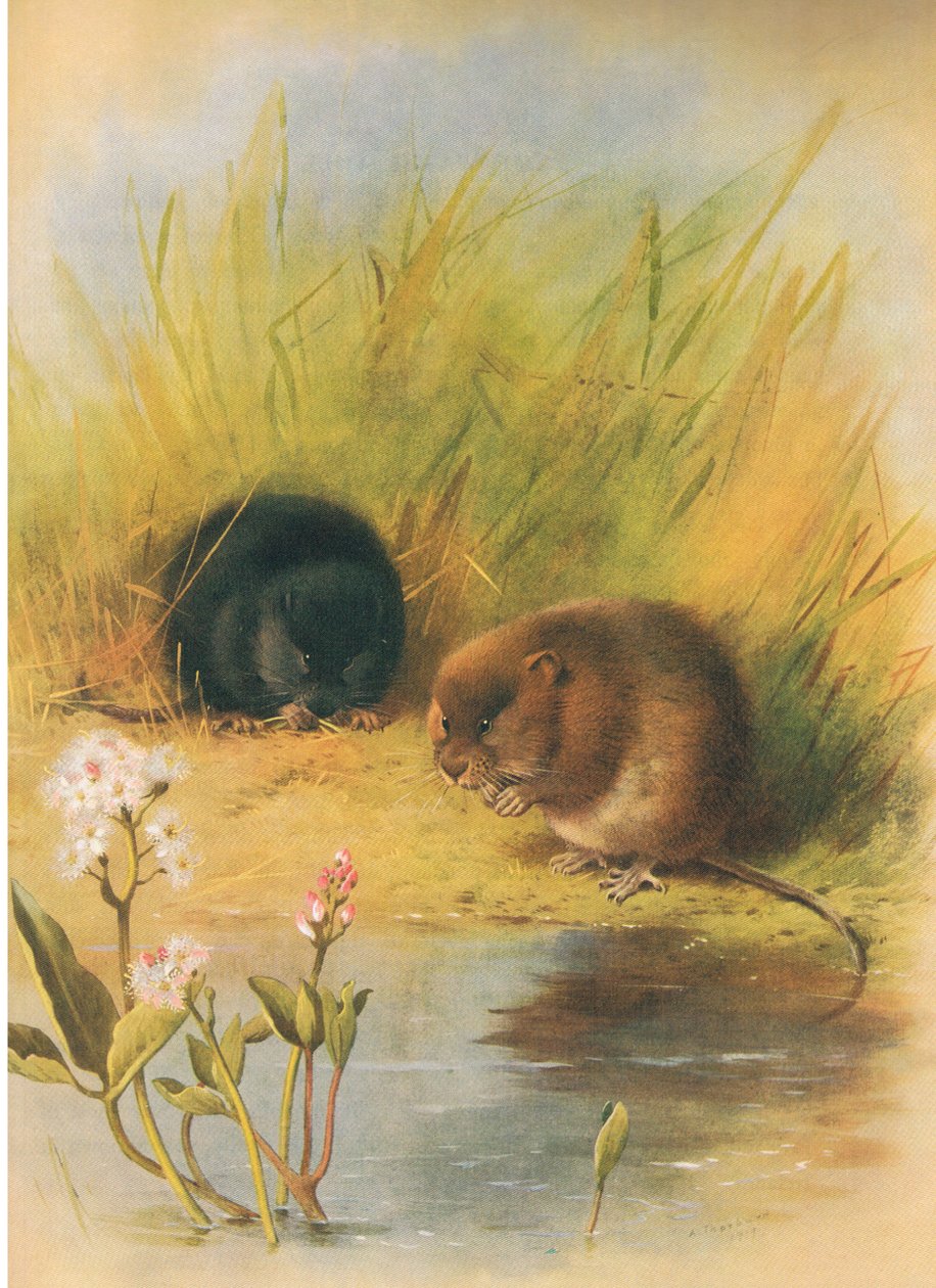 Water Wole，来自Thormans的哺乳动物，由Longmans and Co出版，1920年 作者 阿奇博尔德·索伯恩