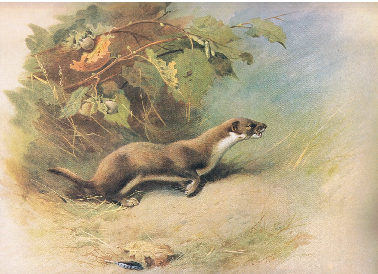 Weasel，来自Longmans and Co出版的Thorburns Mammals，c。 1920 作者 阿奇博尔德·索伯恩