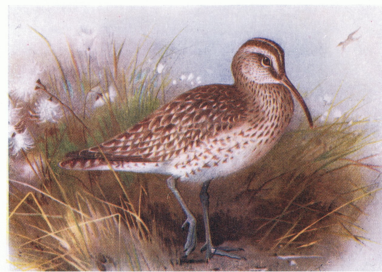 Whimbrel，来自不列颠群岛的鸟类和他们的鸡蛋，由Frederick Warne＆Co Ltd出版，1958年 作者 阿奇博尔德·索伯恩