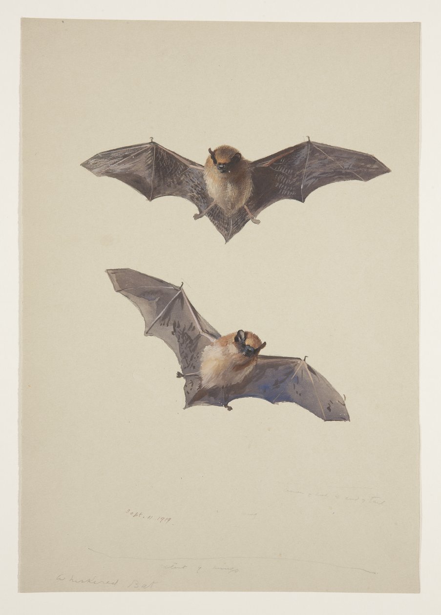 Whiskered bat，c.1915（纸上铅笔水彩和体色） 作者 阿奇博尔德·索伯恩