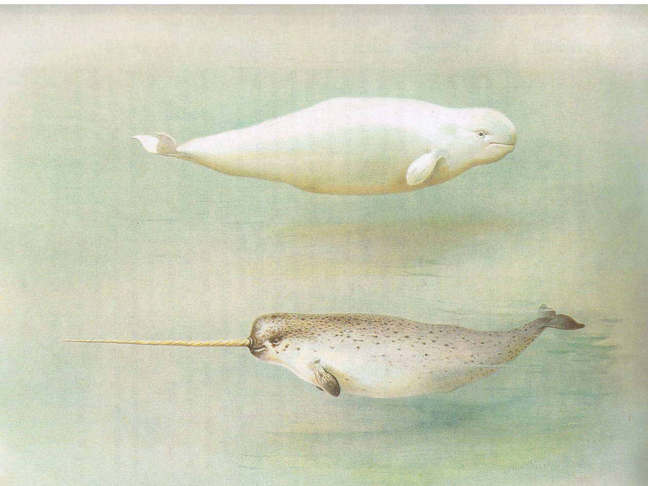 来自Longmans and Co出版的Thorburns哺乳动物的白鲸和独角鲸，c。 1920 作者 阿奇博尔德·索伯恩