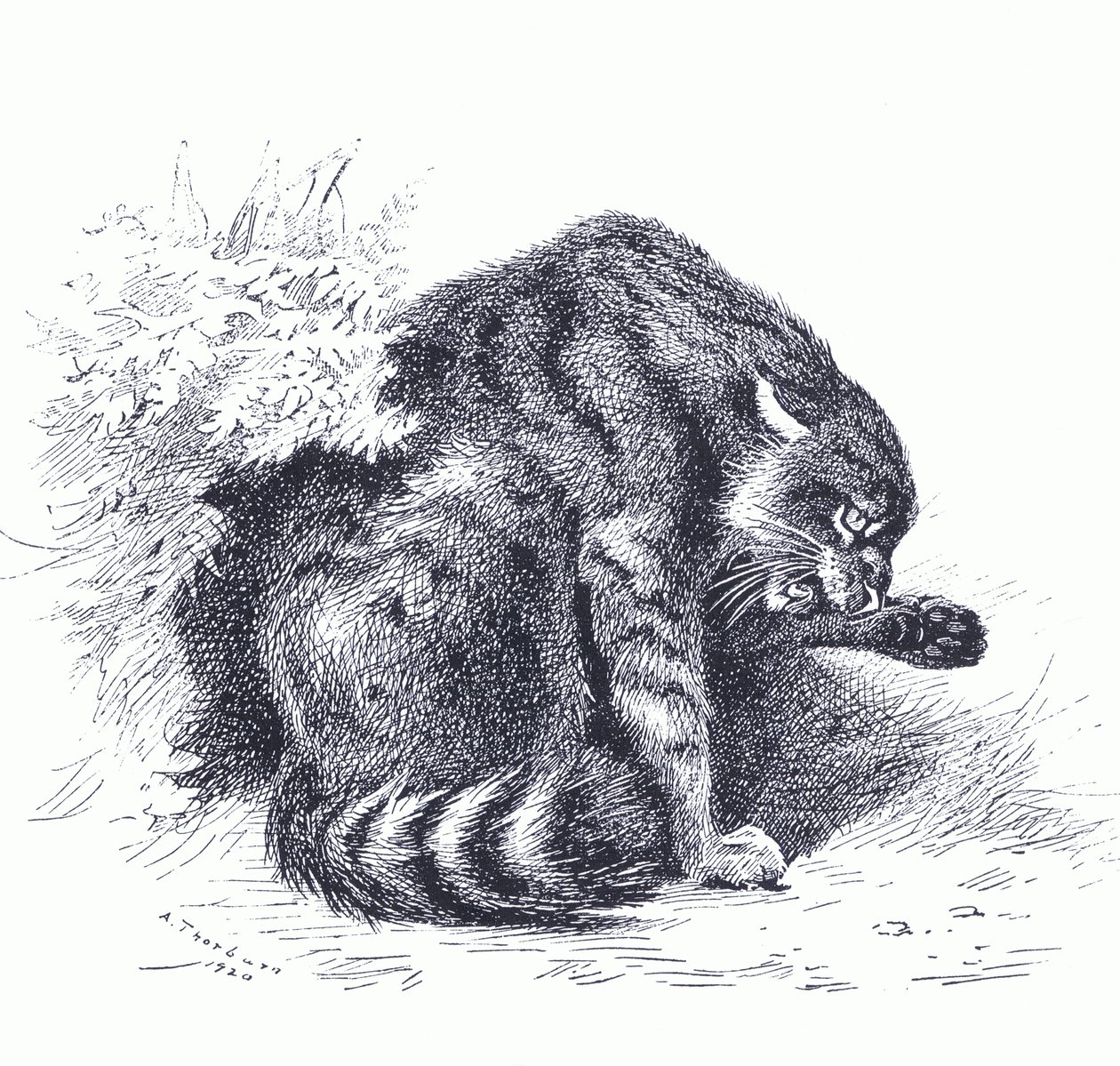 Wild Cat，来自 Longmans and Co 出版的 Thorburn