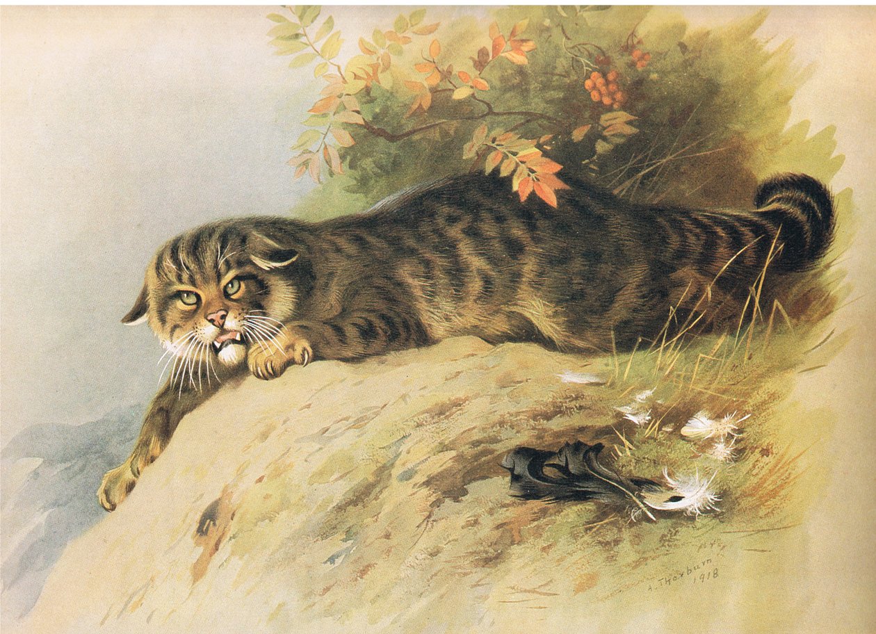 野猫，来自Longmans and Co出版的Thorburns哺乳动物，c。 1920 作者 阿奇博尔德·索伯恩