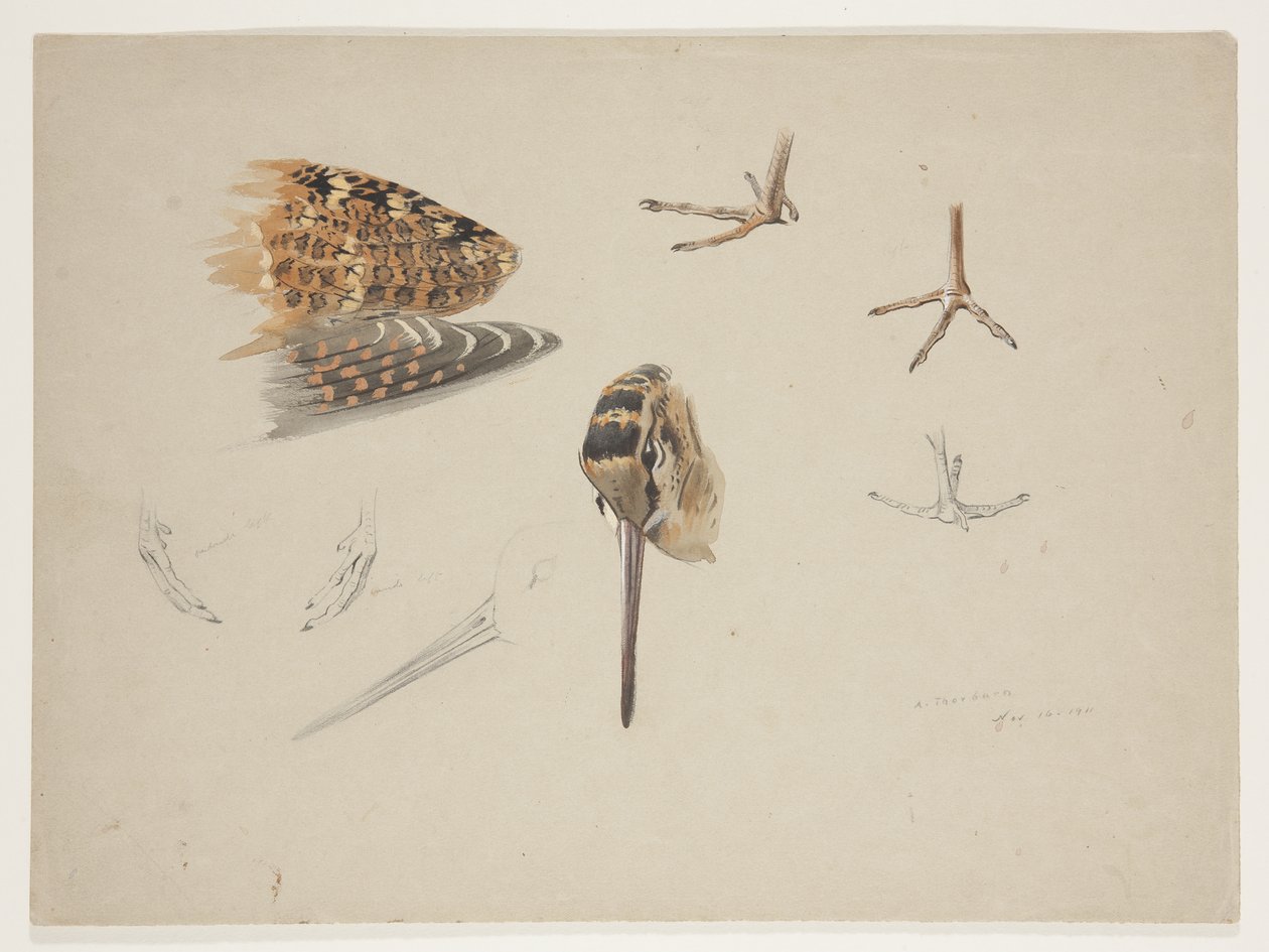 Woodcock beak, feet and wing, c.1915 (watercolor & bodycolour over pencil on paper) 作者 阿奇博尔德·索伯恩
