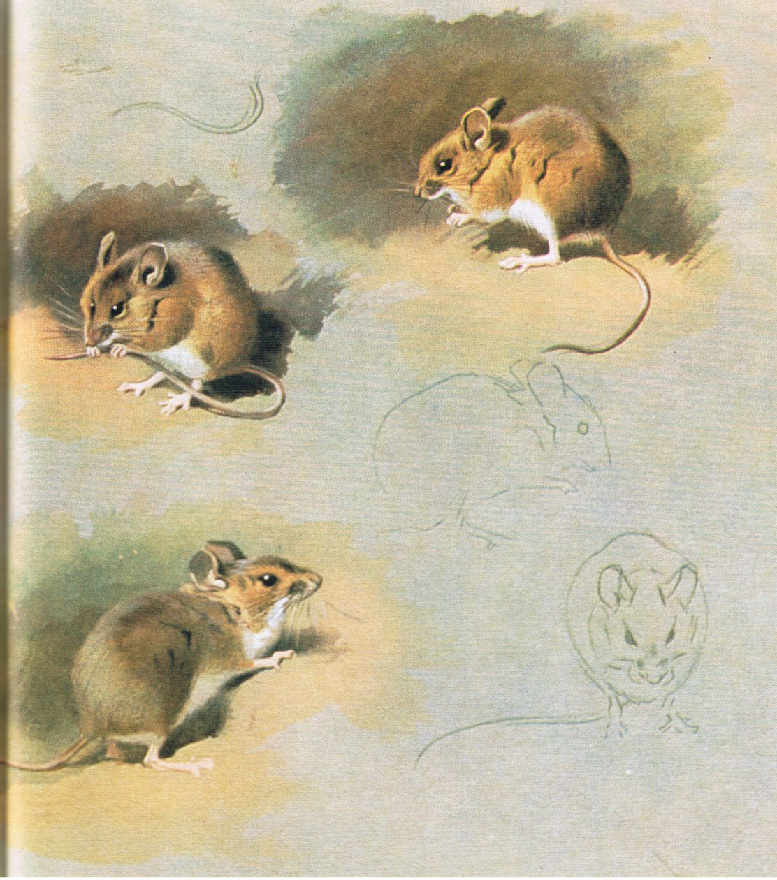 Woodmouse，酒吧。作者：Book Club Associates，1972 作者 阿奇博尔德·索伯恩