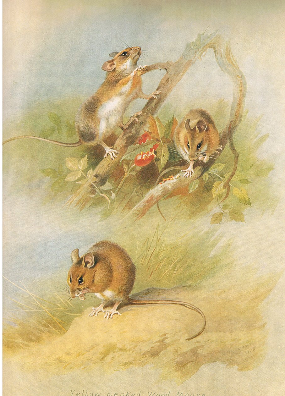Yellow Necked Mouse和St Kilda Woodmouse，来自Thormans的哺乳动物，由Longmans and Co出版，1920年 作者 阿奇博尔德·索伯恩