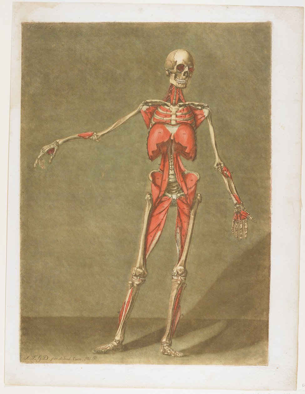 来自Cours complet d&39;anatomie的Flayed Skeleton于1773年出版了Nancy 作者 Arnauld Eloi Gautier D'Agoty