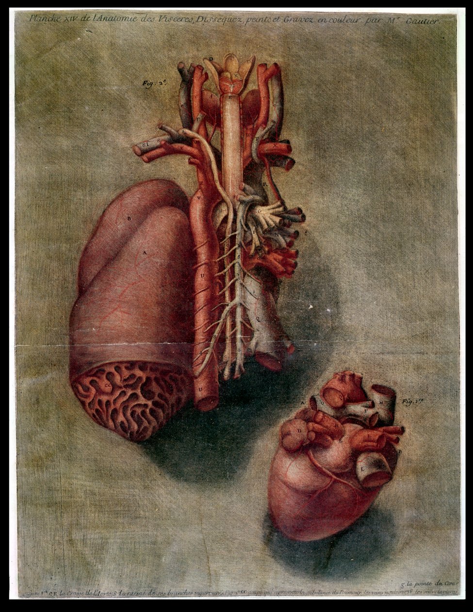 The Heart，来自&39;Visceras剖析，由Gautier解剖，绘画和雕刻&39;（彩色雕刻） 作者 Arnauld Eloi Gautier D'Agoty