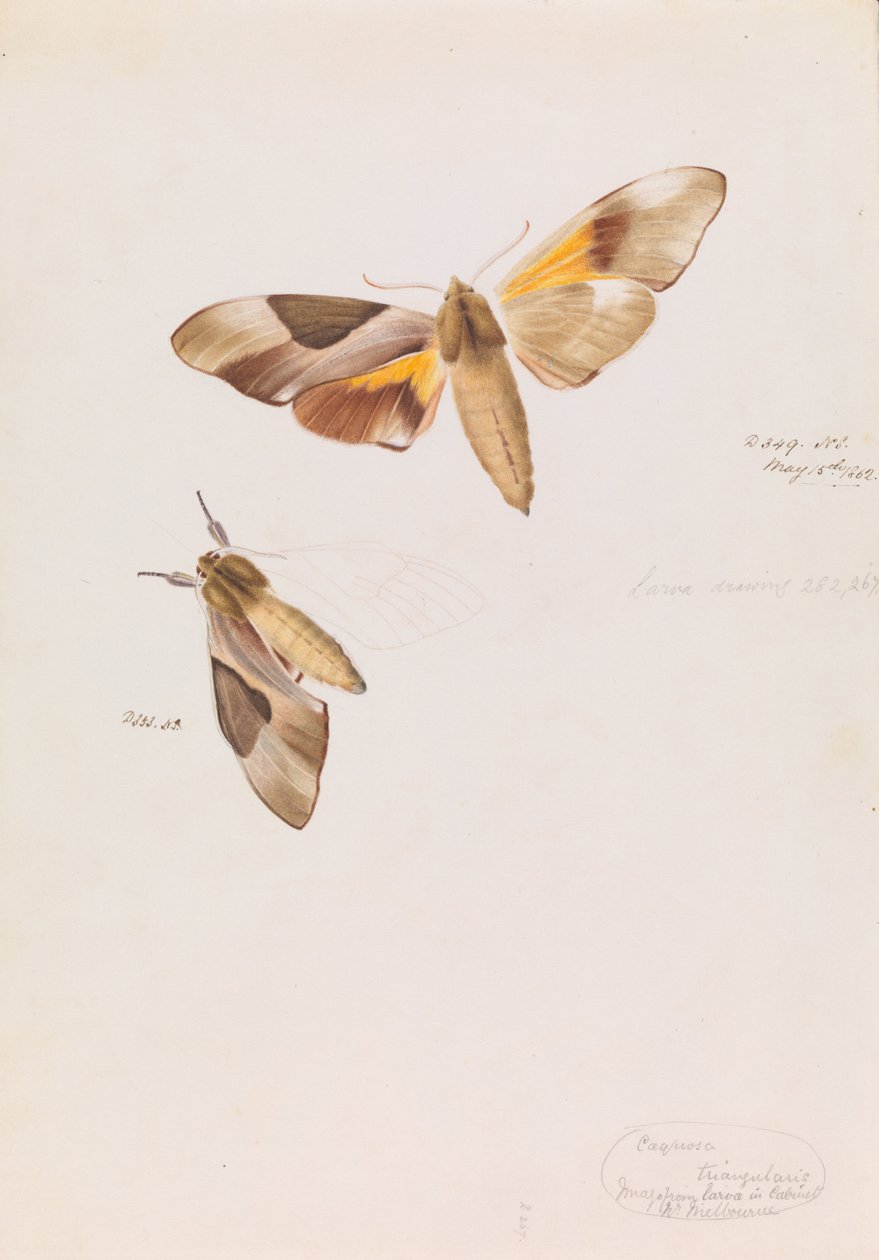 双头鹰蛾，Coequosa triangularis 作者 亚瑟·巴塞洛缪（Arthur Bartholomew）