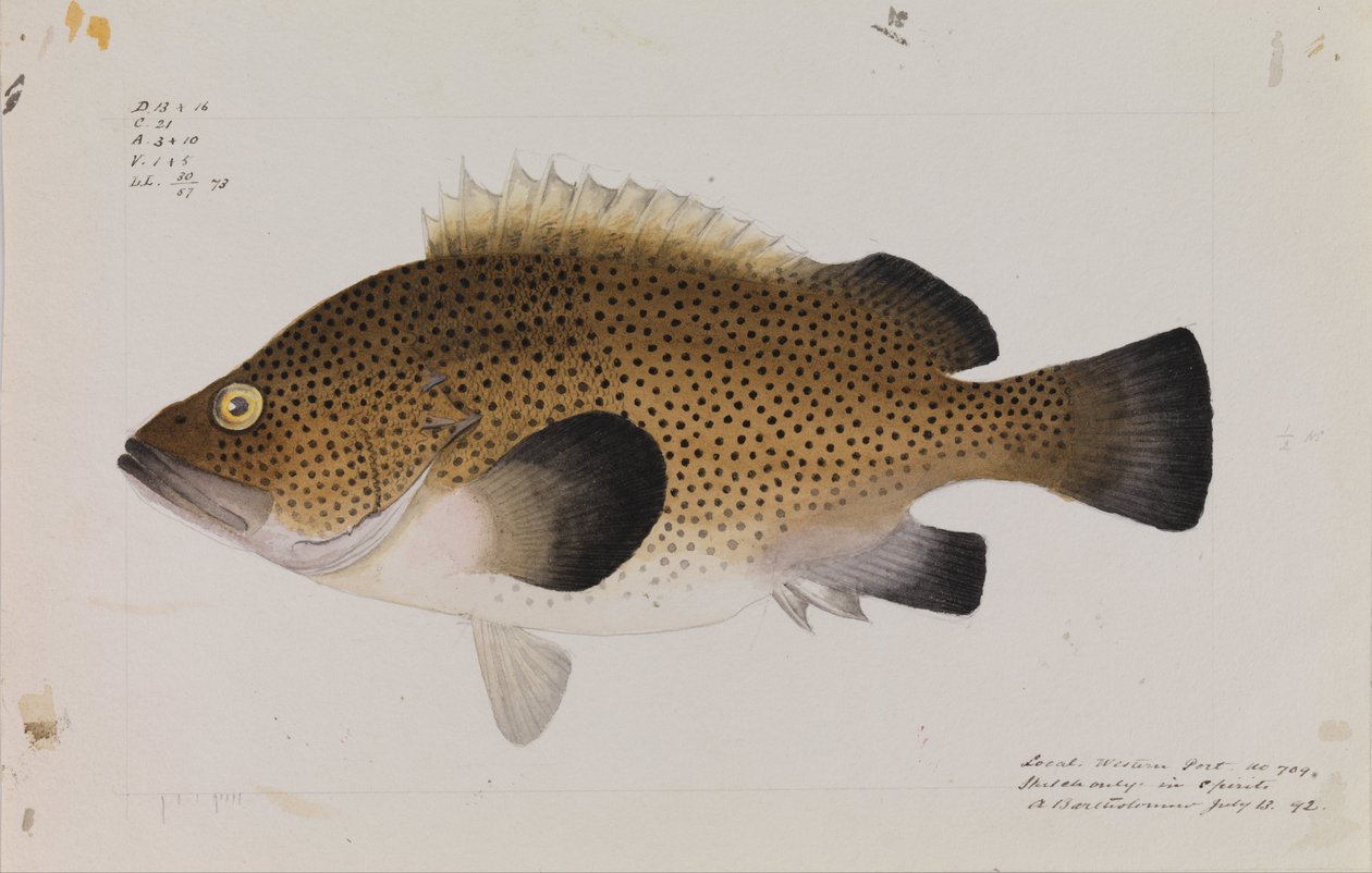 东Wirra，Acanthistius ocellatus 作者 亚瑟·巴塞洛缪（Arthur Bartholomew）