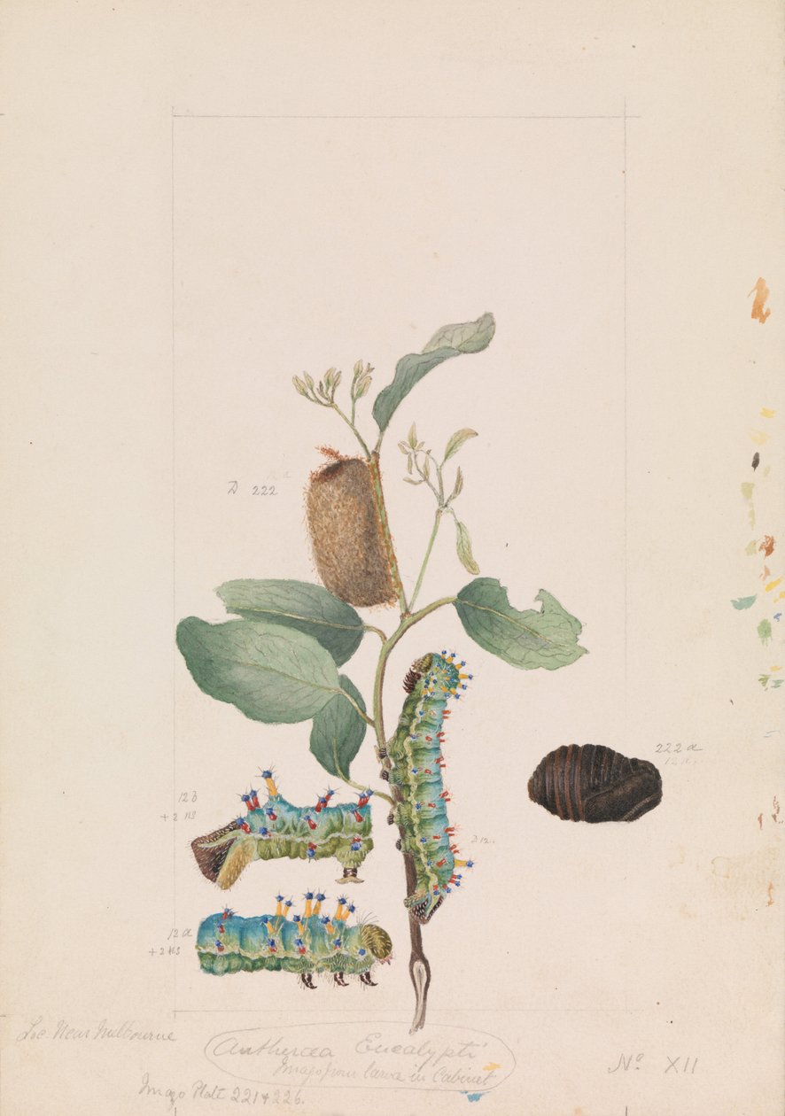 Emperor Gum Moth，Opodiphthera eucalypti 作者 亚瑟·巴塞洛缪（Arthur Bartholomew）