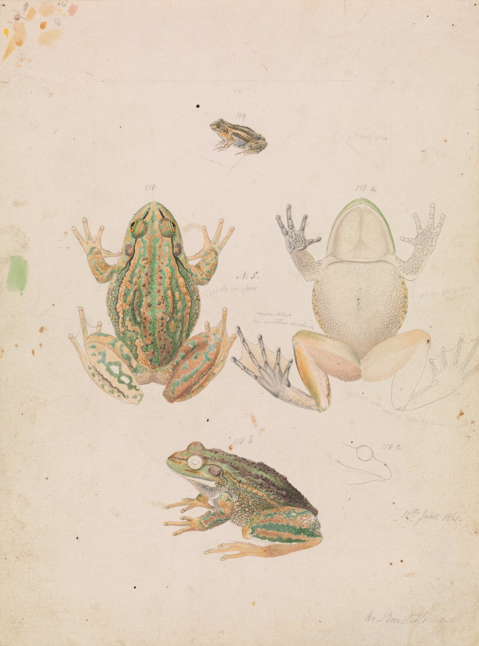 咆哮的草蛙，Litoria raniformis 作者 亚瑟·巴塞洛缪（Arthur Bartholomew）