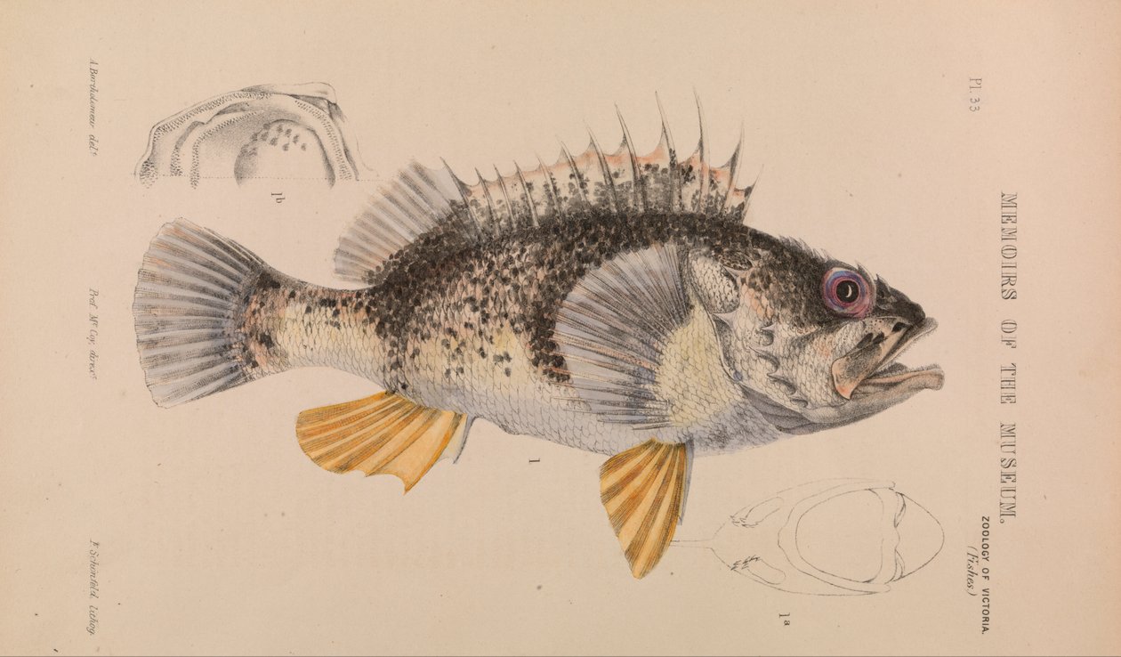海洋鲈鱼，Helicolenus percoides 作者 亚瑟·巴塞洛缪（Arthur Bartholomew）