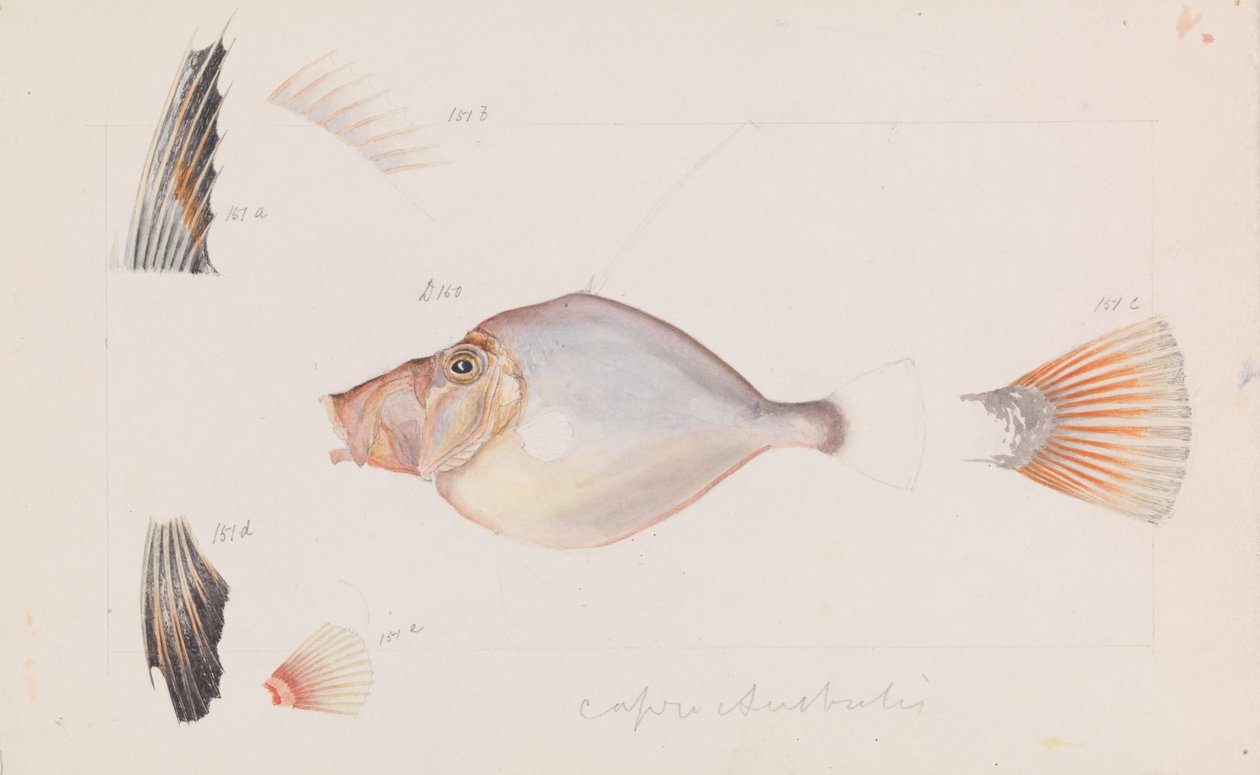 银色Dory，Cyttus australis 作者 亚瑟·巴塞洛缪（Arthur Bartholomew）