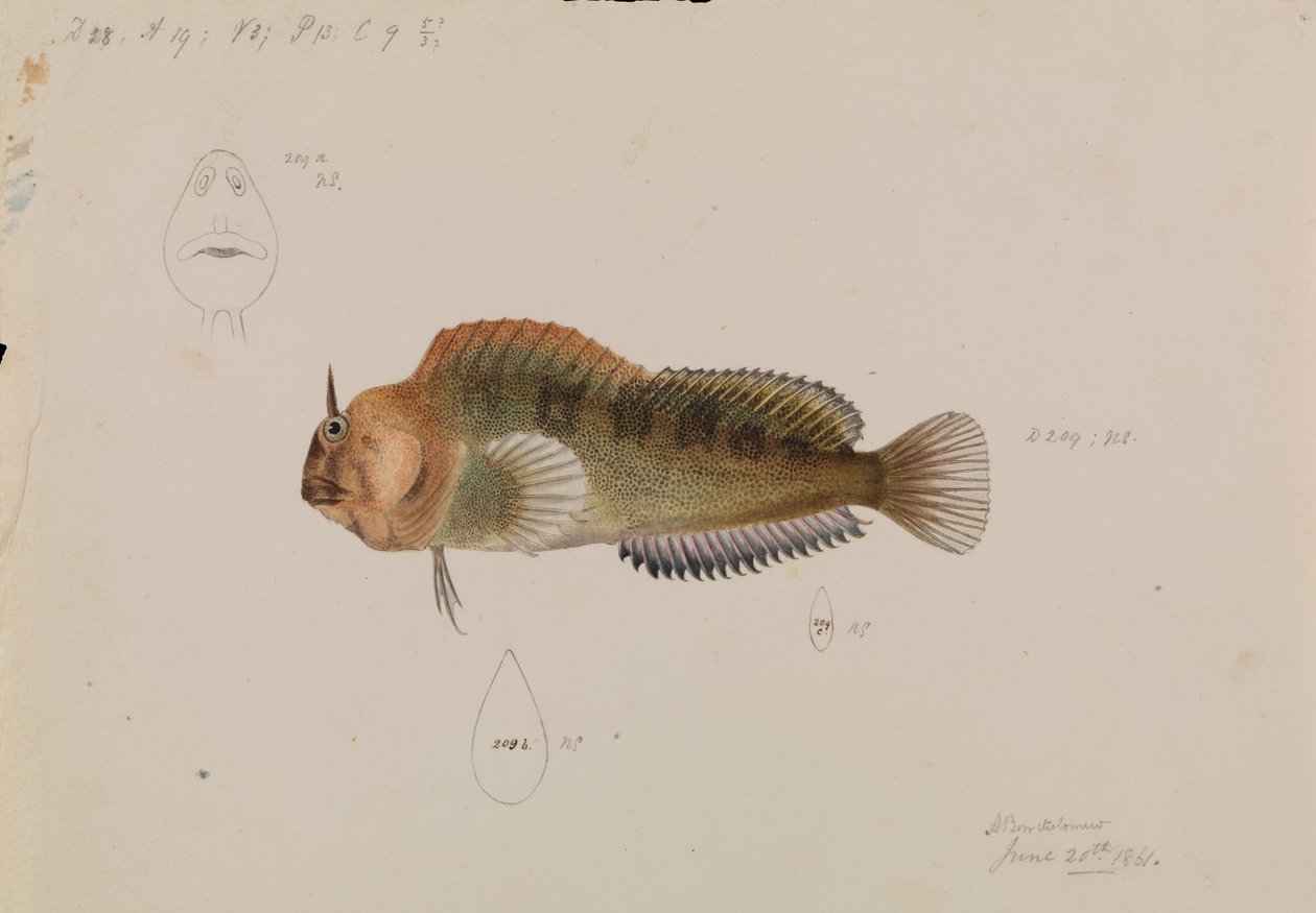 Tasmanian Blenny，Parablennius tasmanianus 作者 亚瑟·巴塞洛缪（Arthur Bartholomew）