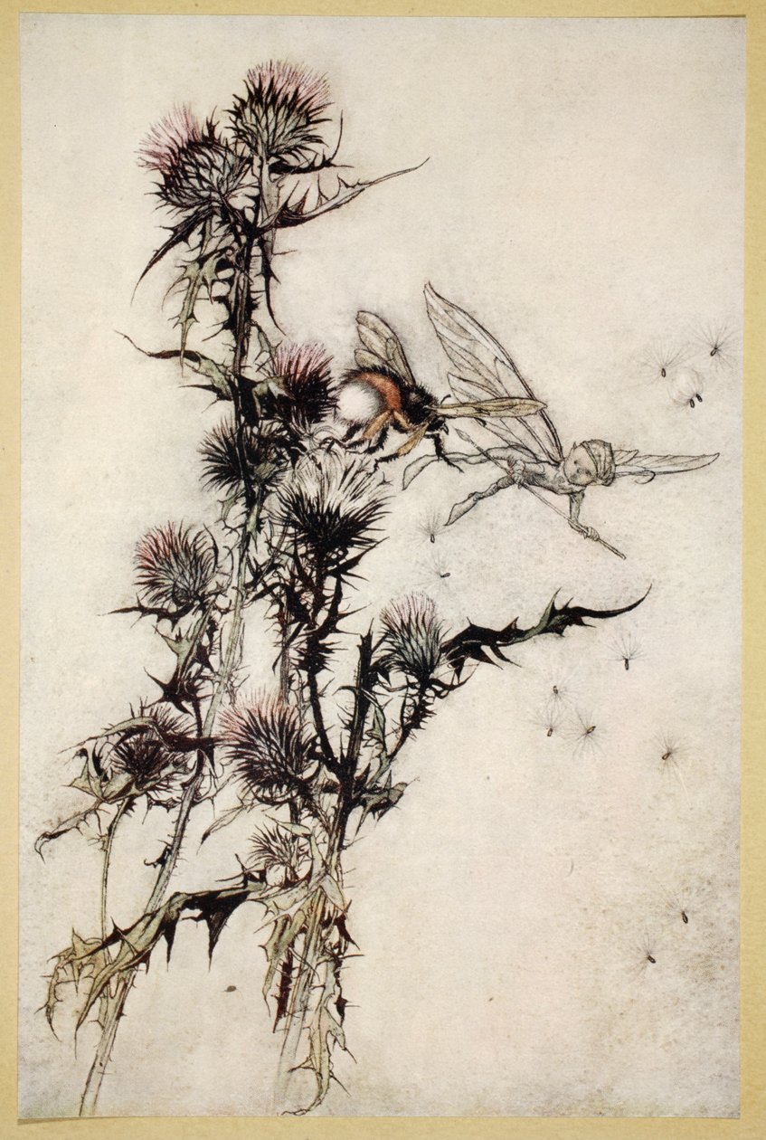 杀死了一只蓟上的红臀小蜜蜂，1908年威廉·莎士比亚的“仲夏夜之梦”中的插图 作者 亚瑟·拉克汉姆（Arthur Rackham）