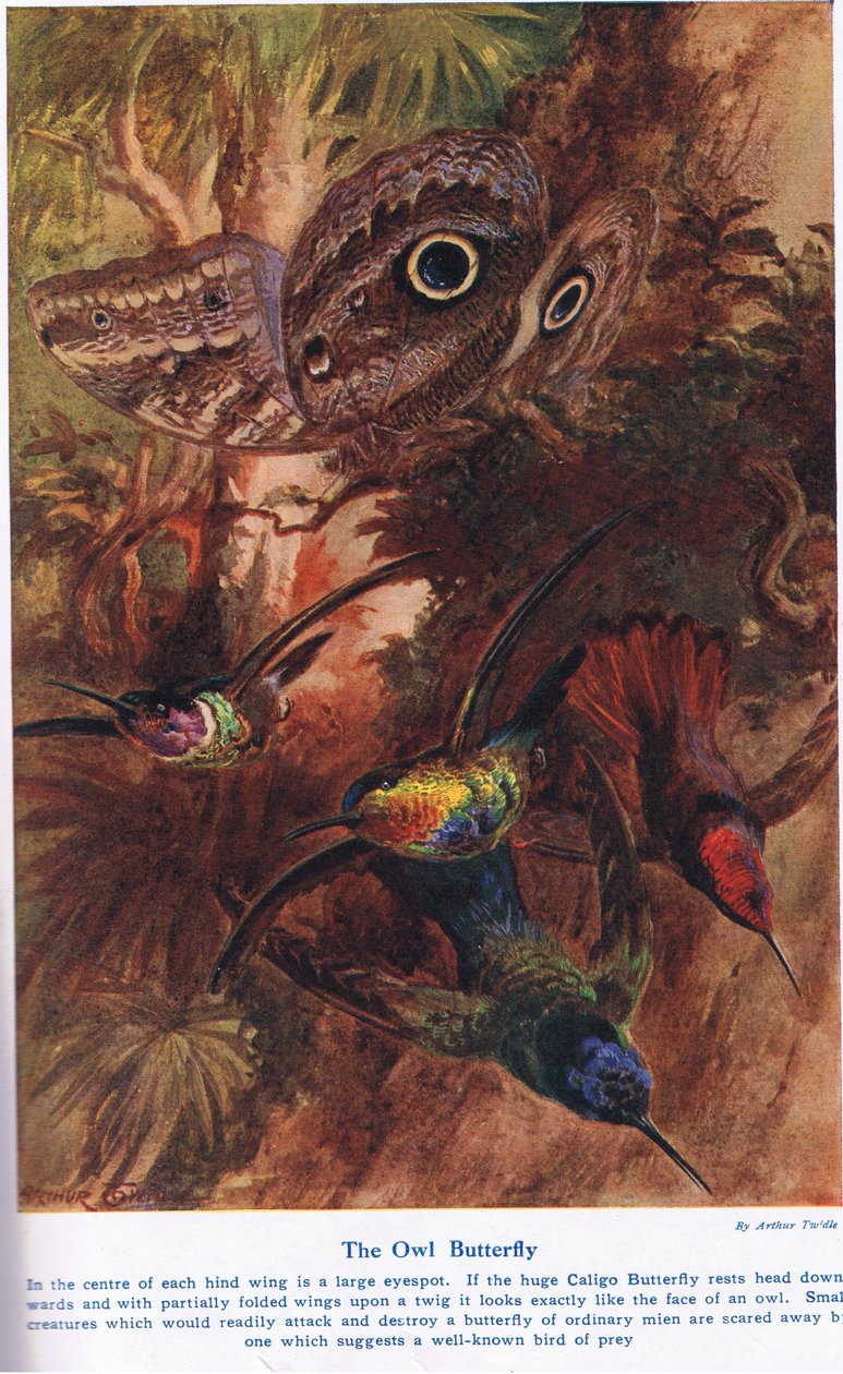 猫头鹰蝴蝶，插图来自&39;海洋奇观&39;，由卡塞尔出版，伦敦，1914年 作者 亚瑟·特威德