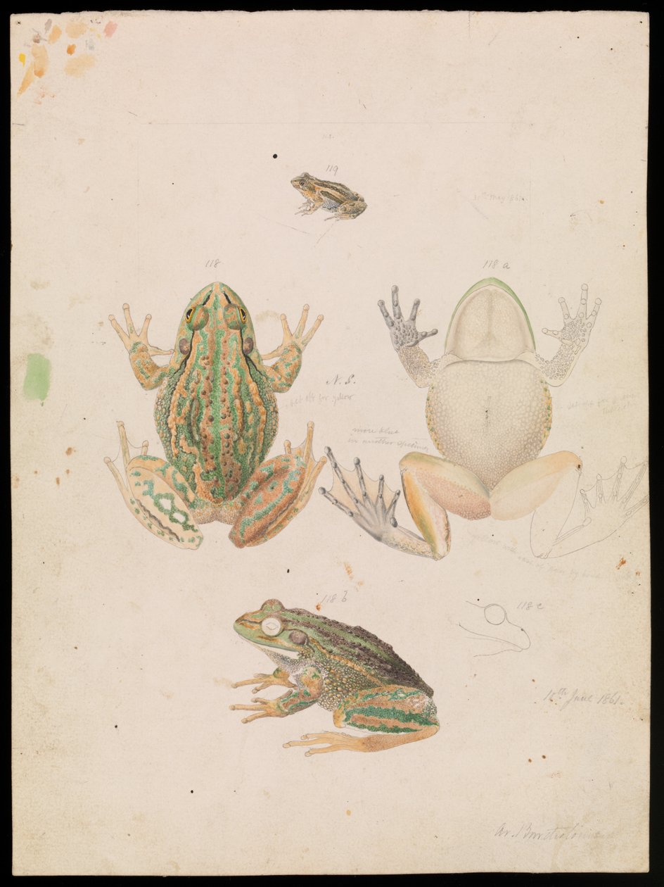 越来越多的草蛙，Litoria raniformis 作者 亚瑟·巴塞洛缪（Arthur Bartholomew）