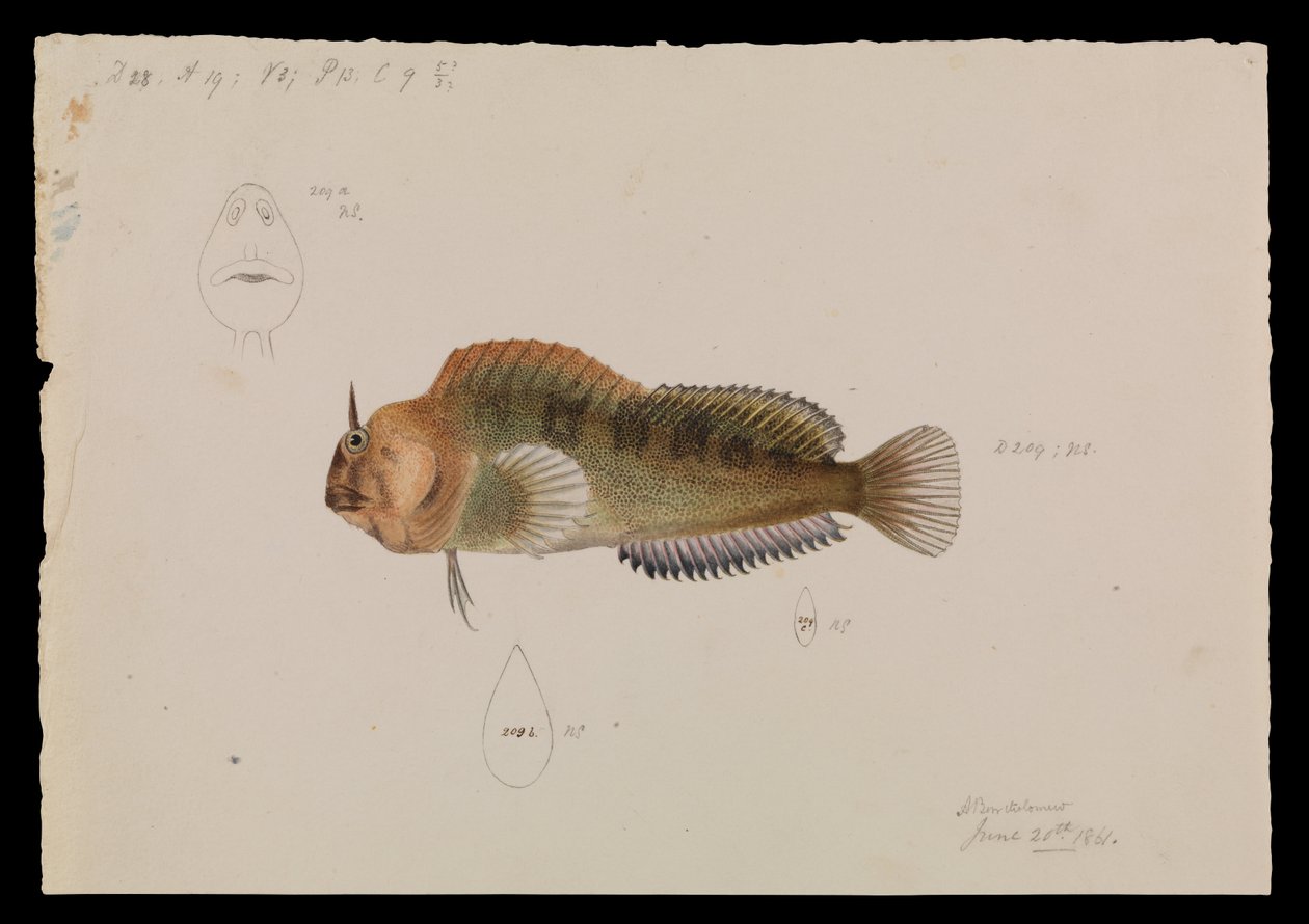 塔斯马尼亚Blenny，Parablennius tasmanianus 作者 亚瑟·巴塞洛缪（Arthur Bartholomew）