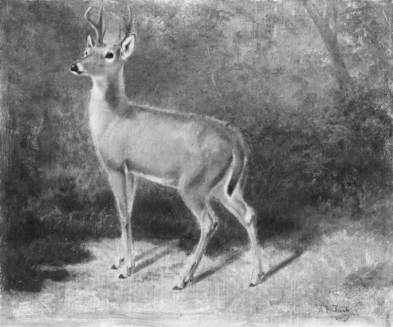 来自大自然的DeerSketch，ca。 1882年。 作者 阿瑟·菲茨威廉·泰特