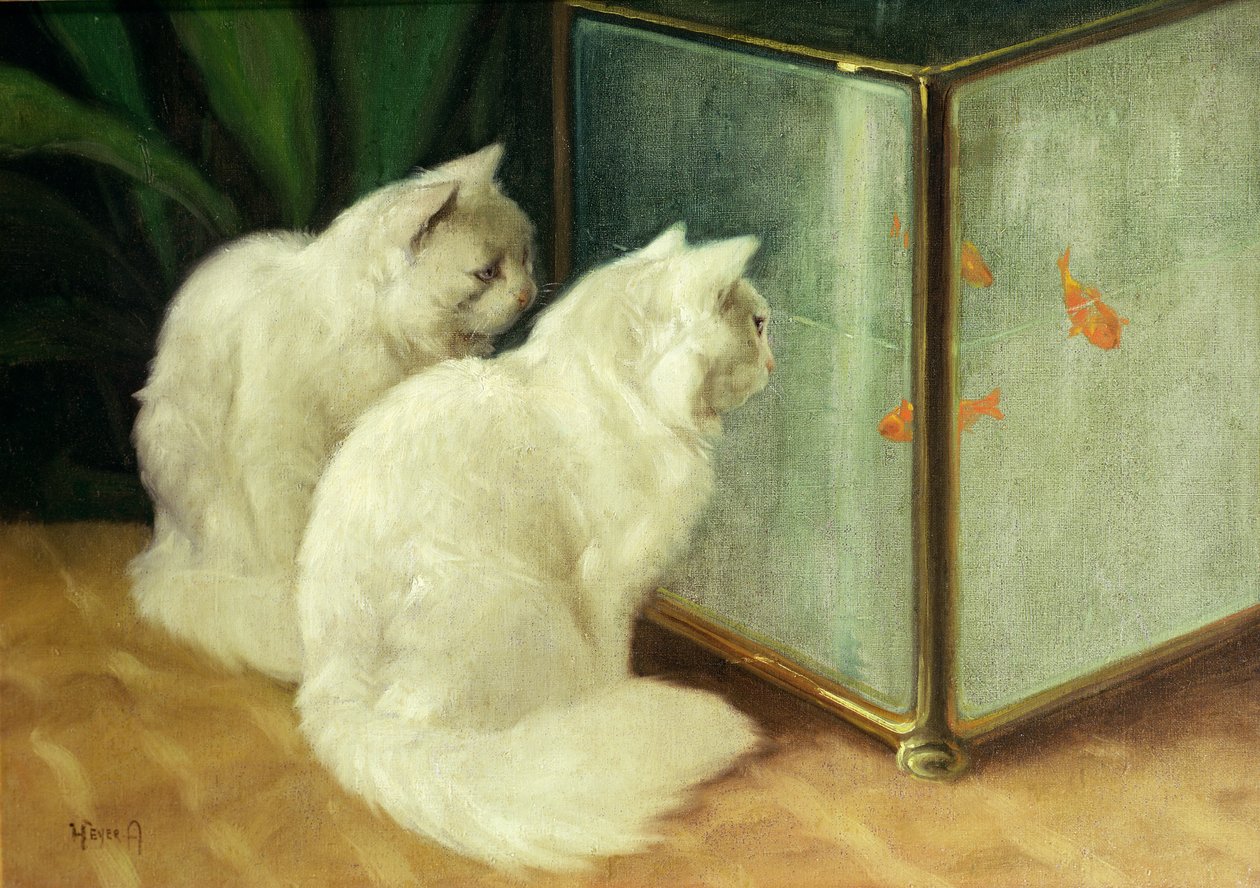 观看金鱼的白色猫 作者 亚瑟·海耶（Arthur Heyer）