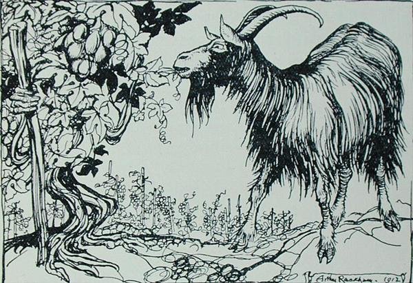 山羊和藤蔓》，插图来自《伊索寓言》，由海涅曼出版。 作者 亚瑟·拉克汉姆（Arthur Rackham）