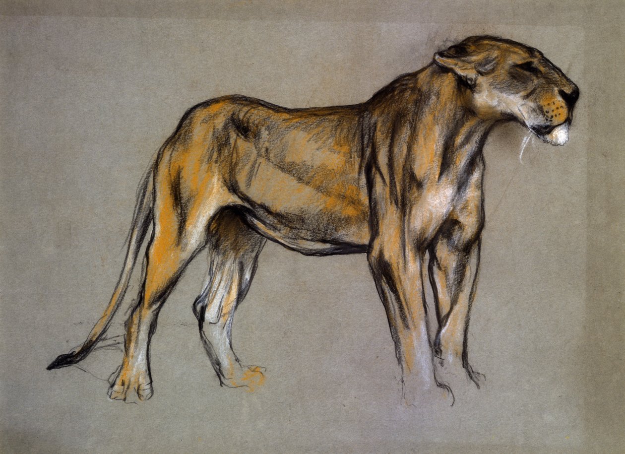 雌狮，约 1900 年（灰纸粉彩画） 作者 亚瑟·沃德尔