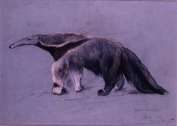 Great Anteater   1408374   zh       chinese Successfully Translated  Original: Godlingstone Manor, Swanage (colour litho) Translat: Godlingstone Manor, Swanage (colour litho) 1402722 zh chinese Successfully Translated Original: Architecture at the Window T 作者 亚瑟·沃德尔