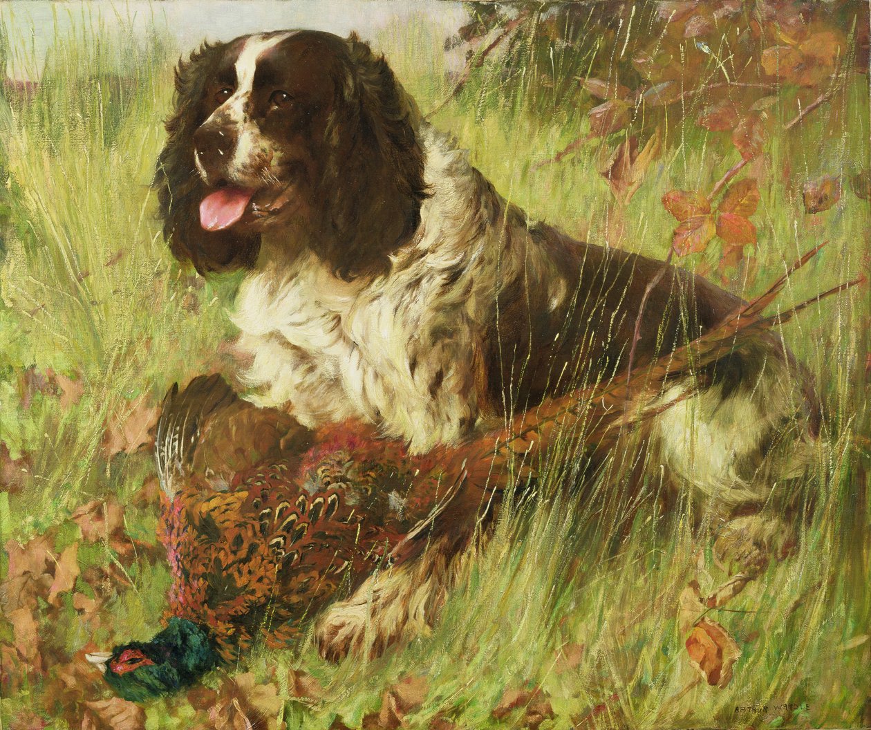 史宾格犬与野鸡 作者 亚瑟·沃德尔