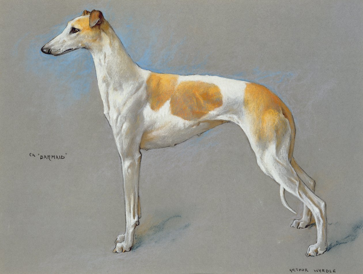 白色和小鹿冠军灰狗母犬“酒吧女招待”（纸上粉彩） 作者 亚瑟·沃德尔
