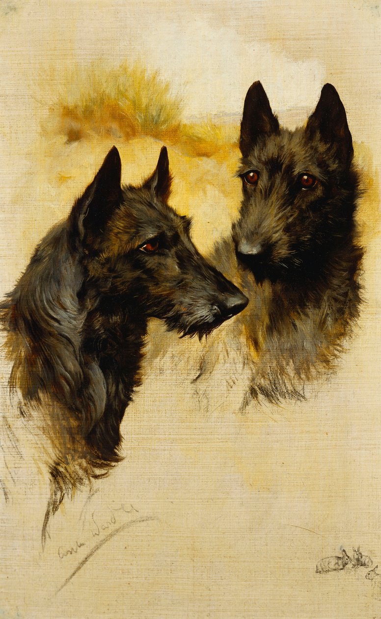 两只苏格兰梗犬（布面油画） 作者 亚瑟·沃德尔