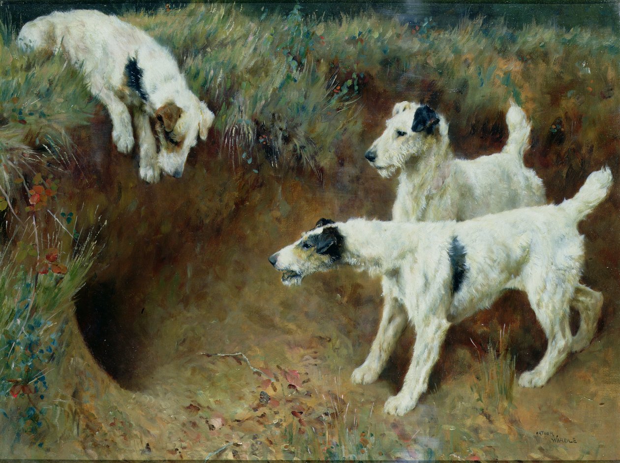 一套獾旁的线毛狐梗犬 作者 亚瑟·沃德尔