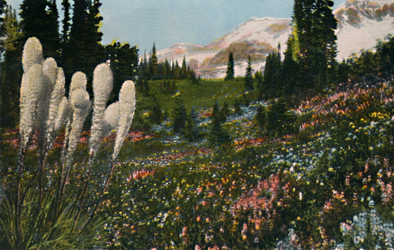 印度篮子草生长在雷尼尔山国家公园，c1916 作者 阿萨尔·柯蒂斯（Asahel Curtis）