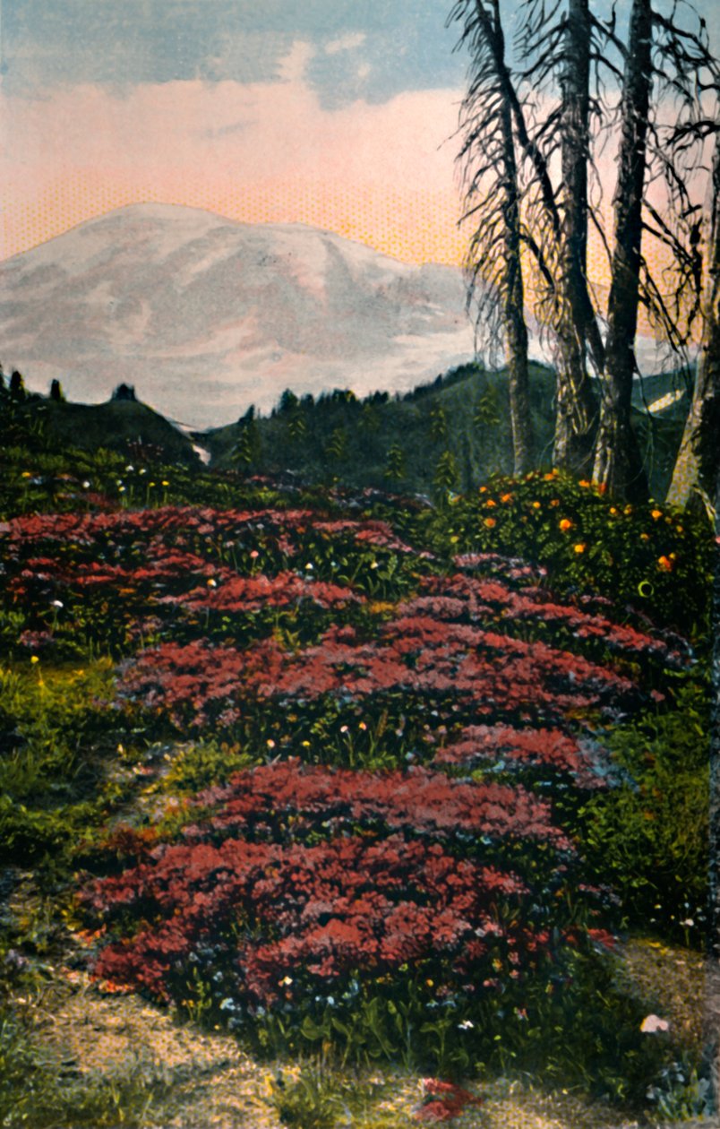 紫色希瑟生长于雷尼尔山国家公园，约建于1916年 作者 阿萨尔·柯蒂斯（Asahel Curtis）