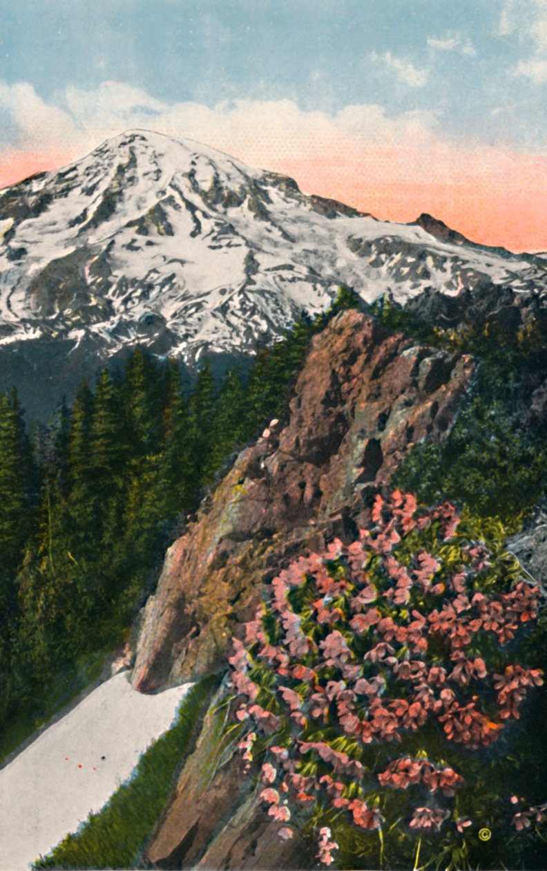 瑞尼尔山上的报春花，c1916 作者 阿萨尔·柯蒂斯（Asahel Curtis）