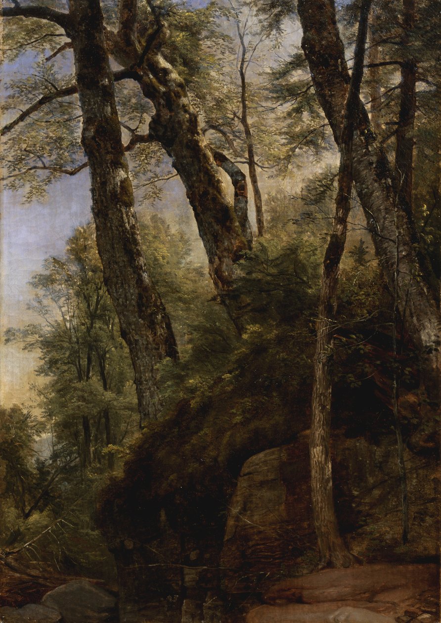黑桦树，卡茨基尔山脉，1860年 作者 阿舍·布朗·杜兰德