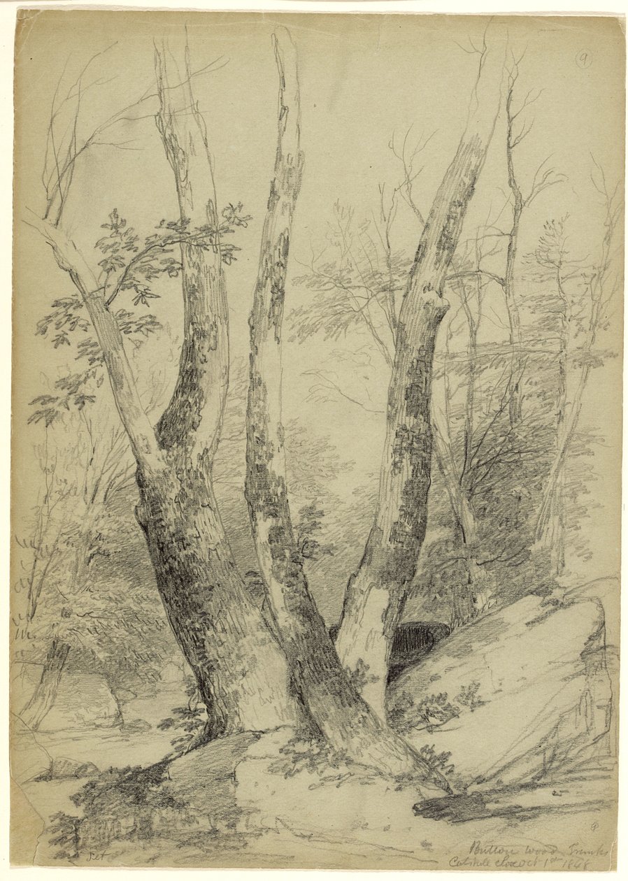 Buttonwood Trunk，Catskill Clove，纽约，1848年（灰绿色纸上的石墨） 作者 阿舍·布朗·杜兰德