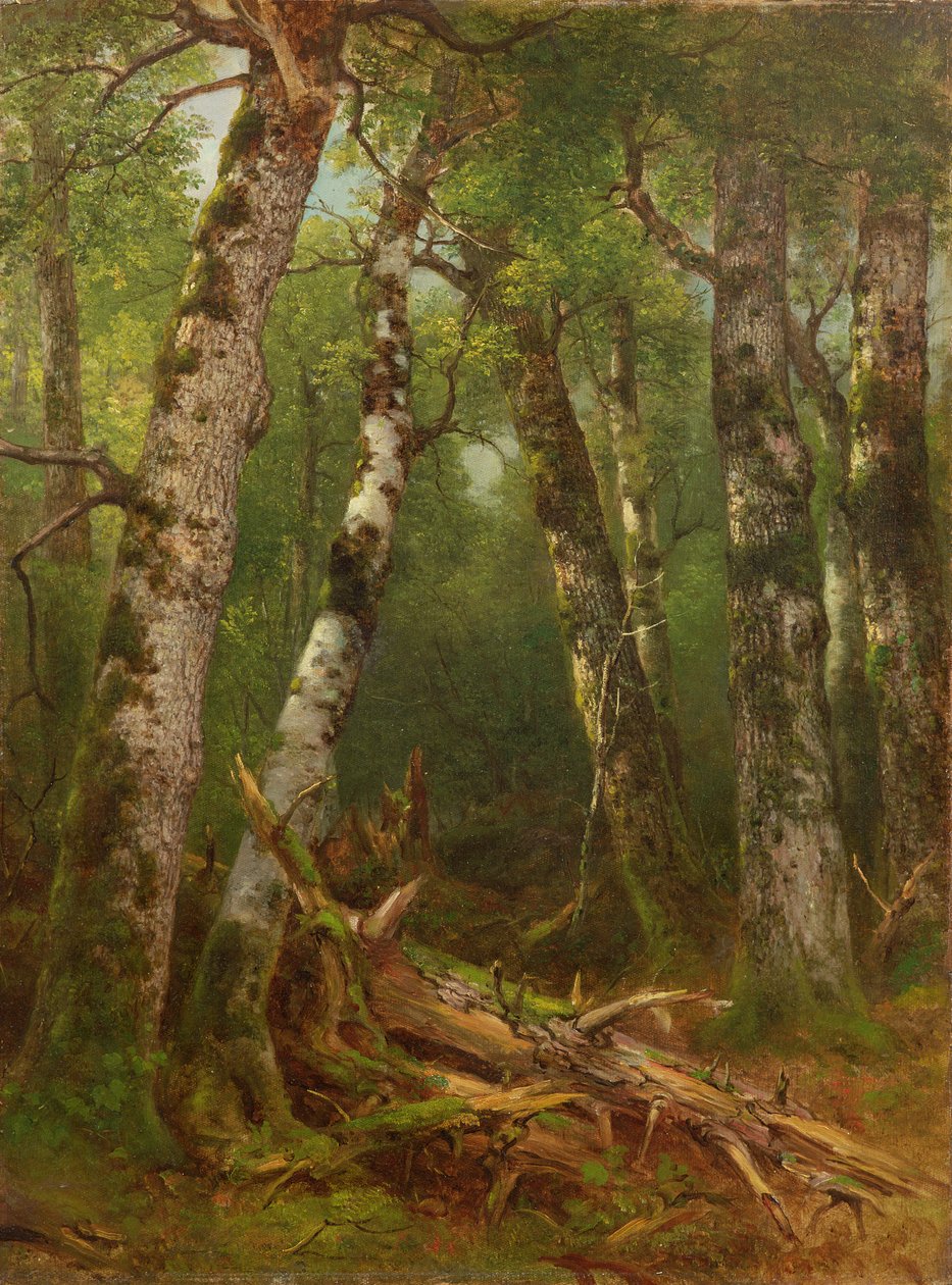 树木组，1855-77 作者 阿舍·布朗·杜兰德