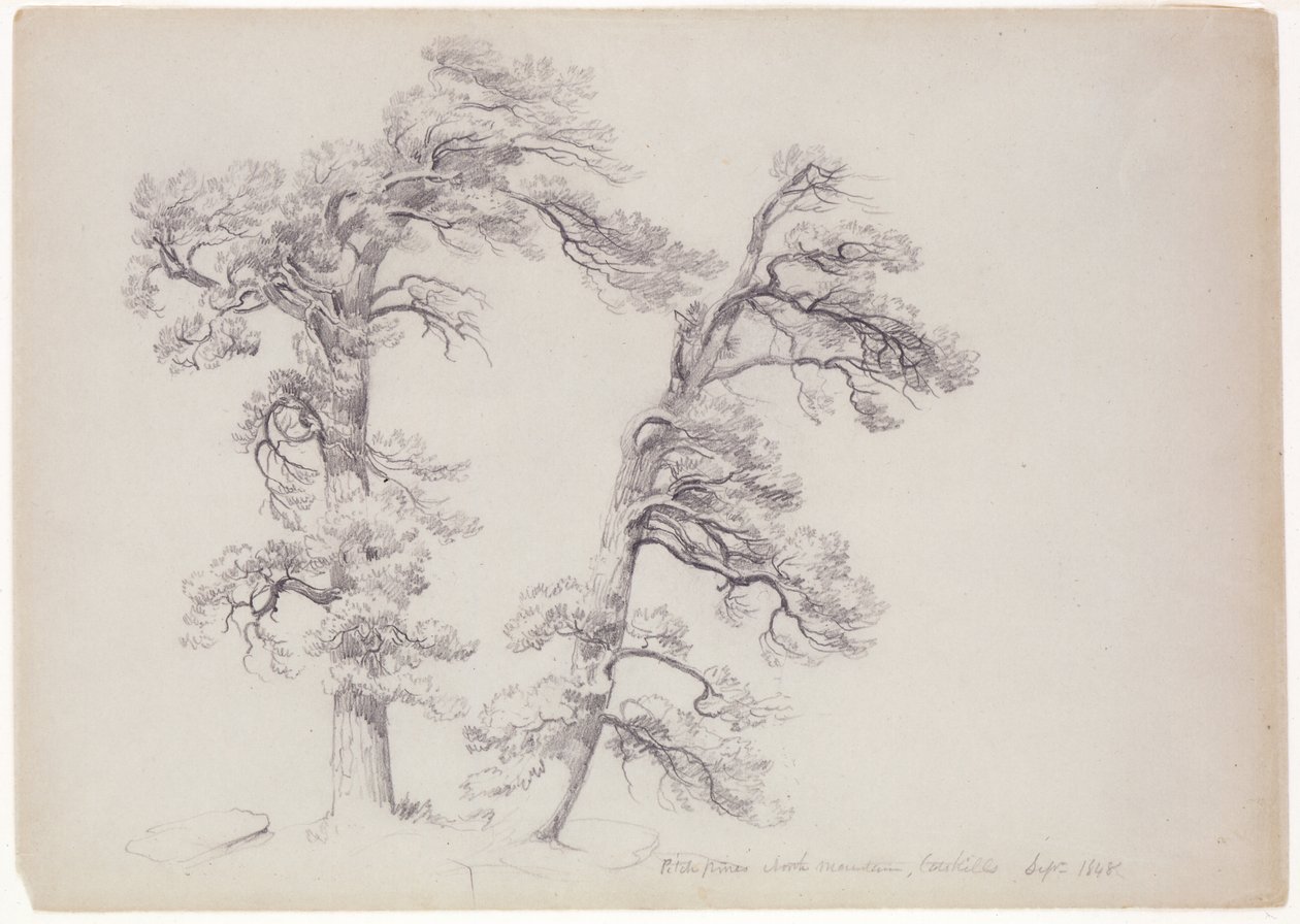 Pitch Pines，North Mountain，Catskills，纽约，1848年（灰绿色纸上的石墨） 作者 阿舍·布朗·杜兰德