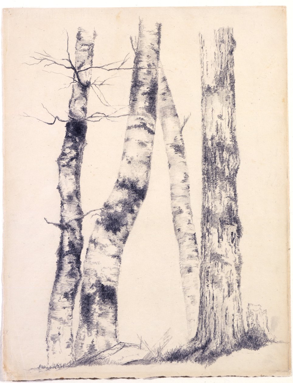 研究四树干三桦树，1855年（石墨与白色划痕米色纸） 作者 阿舍·布朗·杜兰德
