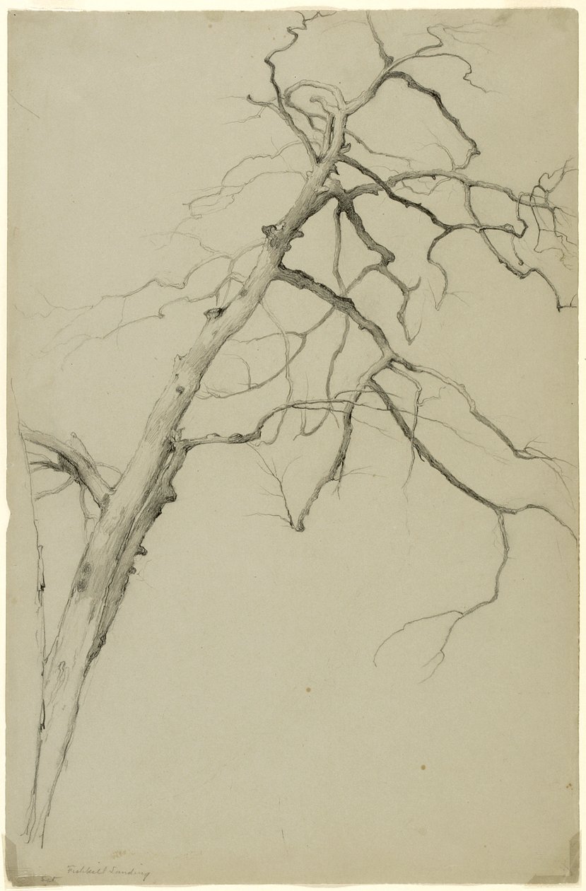 树枝的研究，Fishkill Landing，纽约，1860年（石灰在布里斯托尔纸上） 作者 阿舍·布朗·杜兰德