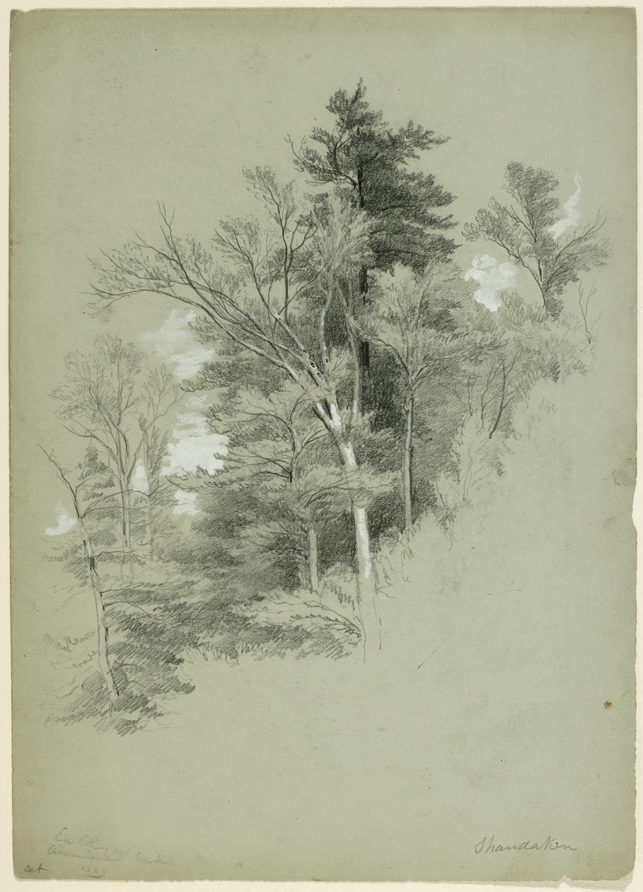 树木研究，Shandaken，纽约，1849年（石墨，白色水粉和灰绿色纸上的白色铅颜料） 作者 阿舍·布朗·杜兰德