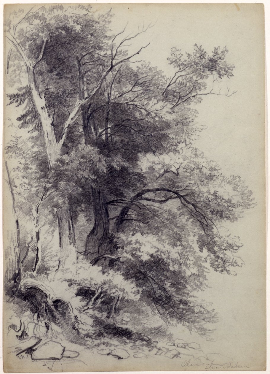 树木的研究，ShandakenOlive，纽约，1852年（石墨在灰绿色的纸上划伤） 作者 阿舍·布朗·杜兰德