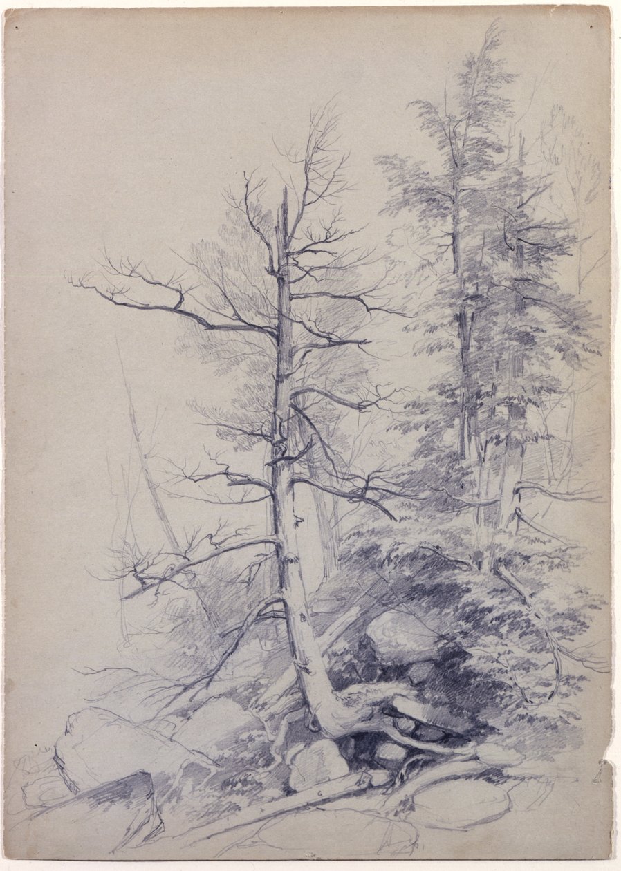 树木和岩石研究，卡茨基尔山脉，纽约，1849年（灰绿色纸上的石墨） 作者 阿舍·布朗·杜兰德