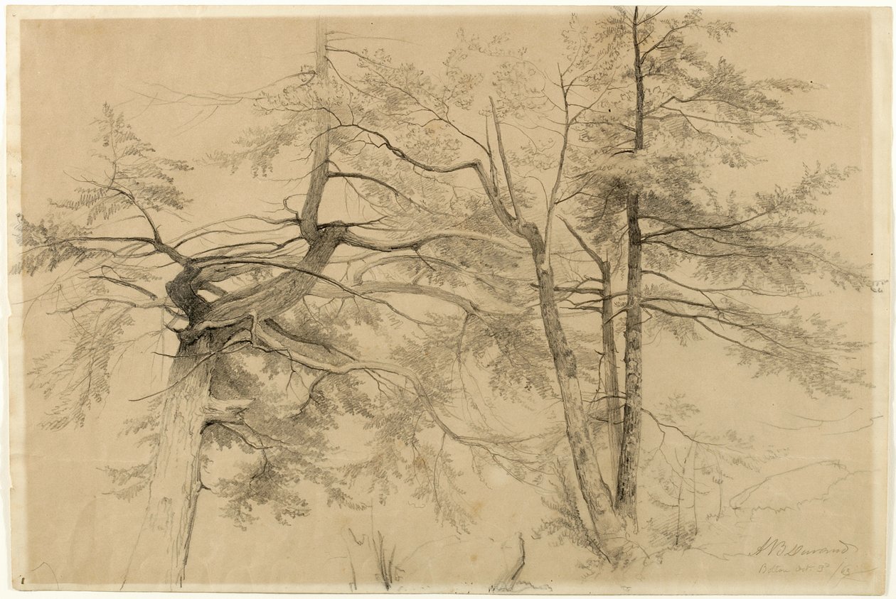 研究两棵树，博尔顿，乔治湖，纽约，1863年（米色布里斯托纸上的石墨） 作者 阿舍·布朗·杜兰德