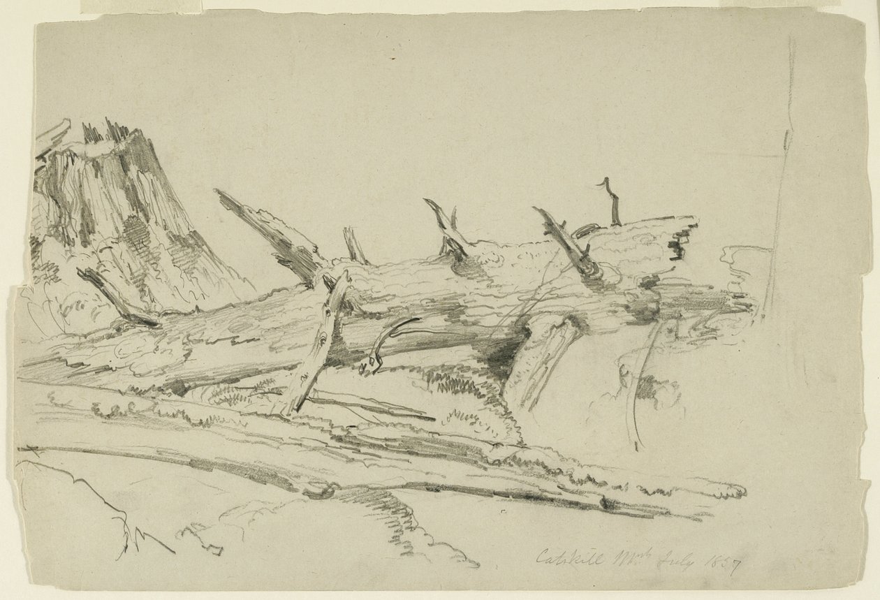 研究一棵倒下的树干，卡茨基尔山，纽约，1857年（石墨在纸上） 作者 阿舍·布朗·杜兰德