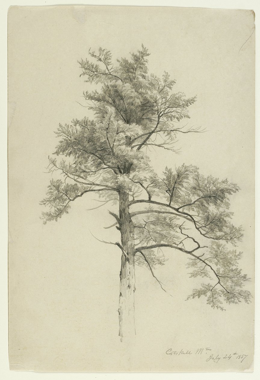 树研究，卡茨基尔山，纽约，1857年（米色纸上的石墨） 作者 阿舍·布朗·杜兰德